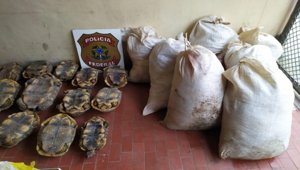 Polícia Federal apreende animais e mais de 400 kg de carne de caça